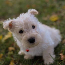 Beckett - Wheaten male Scottish Terrier puppy in Mount Joy, Pennsylvania from K&M Kennel