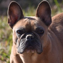 Punkin - Boston Terrier