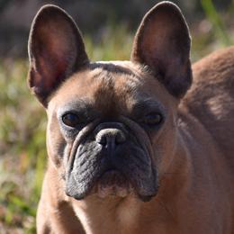 Punkin - Boston Terrier