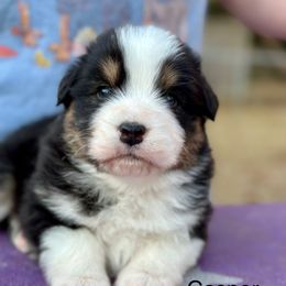 Casper - Black tri-color male Australian Shepherd puppy in Augusta, Georgia from Incendia Aussies & Dobies
