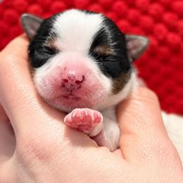 Little Paisley - Parti female Yorkshire Terrier puppy in Hope, Indiana from DJ Yorkies