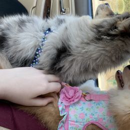 Pomsky and Siberian Husky Puppies from Pine and Sea Pomskies