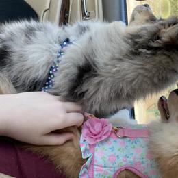 Pomsky and Siberian Husky Puppies from Pine and Sea Pomskies