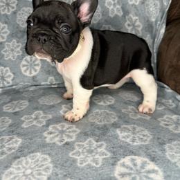 Girl 2 - French Bulldog puppy in The Dalles, Oregon from RC French Bulldogs