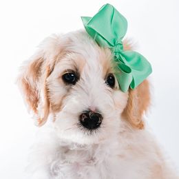 Mint - "Nicky" - Bernedoodle puppy from Shabbey Sheek Bernedoodles