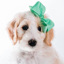 Mint - "Nicky" - Bernedoodle puppy from Shabbey Sheek Bernedoodles