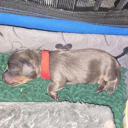 Blue cream 2 red band - Blue and cream male Dachshund puppy in Port Charlotte, Florida from Vicki's Dachshund Crossing