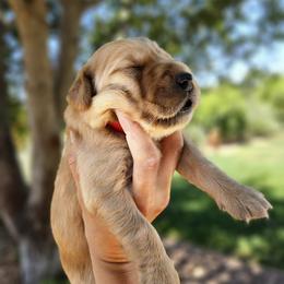 Golden Retriever Puppies from Coppertown Retrievers