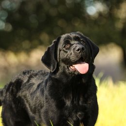 Rizzo - Labrador Retriever