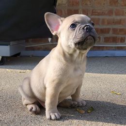 French Bulldog Puppies from French Pup