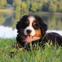 Bernese Mountain Dog Puppies from Dogwood Creek Bernese