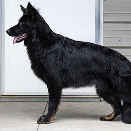 Bella - German Shepherd