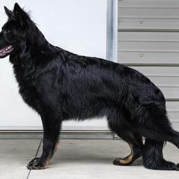 Bella - German Shepherd