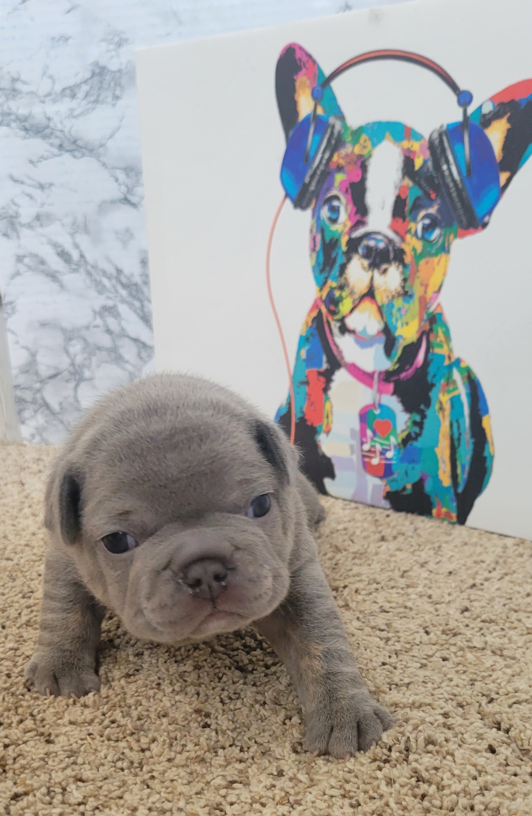 French Bulldog Puppies from Zoomie Time Frenchies