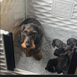Girl 2 - Wild  boar and tan female Dachshund puppy in Wichita, Kansas from Rustic Dachshunds
