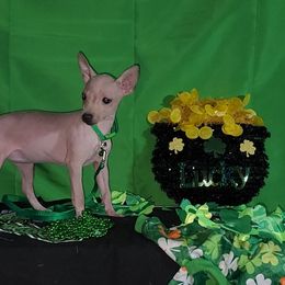 American Hairless Terrier Puppies from Hearts Companions