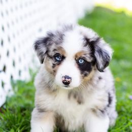 Border Collie, Miniature American Shepherd, and Miniature Australian Shepherd Puppies from Greenbriar Hills