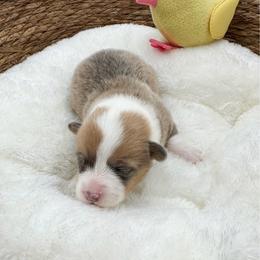 Tequila - Blue female Pembroke Welsh Corgi puppy in Casper, Wyoming from Flying Note Shorties