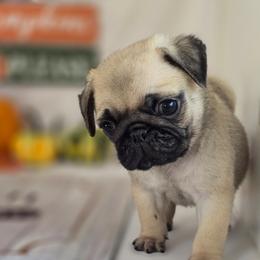 Shadow - Fawn male Pug puppy in Arthur, Illinois from Perfect Pugs