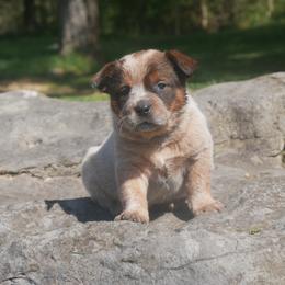 Aviva - Red speckled Australian Cattle Dog puppy in Buffalo Valley, Tennessee from Buffalo Valley Breeders