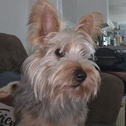 Maxi - Silky Terrier