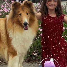 Ellie - Collie