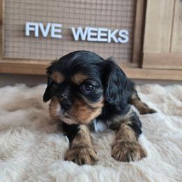 Ollie - Black and tan male Cavalier King Charles Spaniel puppy in Wildomar, California from Enchanted Rose Cavaliers