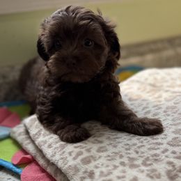Maltese and Maltipoo Puppies from BeachRidge Pups