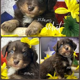 (5) Velvet, RTF - Red tri-color female Miniature American Shepherd puppy in Huntington, Texas from JKKJ Farms, LLC