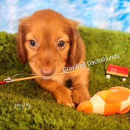 AKC-Opie Taylor - Dapple male Dachshund puppy in Bates City, Missouri from Gray Wall Dachshunds