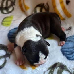 GRACE - Black and white female Boston Terrier puppy in Anderson, South Carolina from Lola’s House of Bostons & Rescue