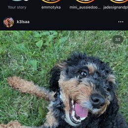 Aussiedoodle All Grown Up from Iron Doodles