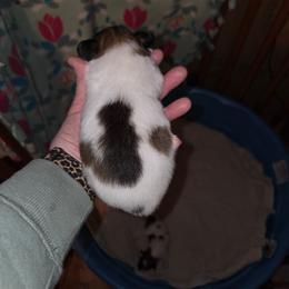 Boy 2 - White black and tan male Papillon puppy in Forest City, North Carolina from Eastern Papillions