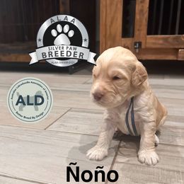Ñoño - Caramel ice male Australian Labradoodle puppy in San Juan, Texas from QuiSal Labradoodles