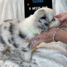 Miniature Australian Shepherd Puppies from Happy Tails, Colorado Mini Aussies