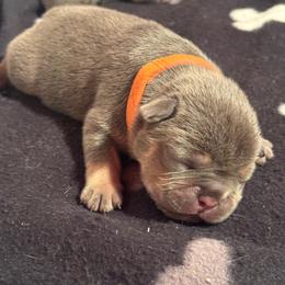 Orange Male - Black and tan male French Bulldog puppy in Republic, Missouri from Ritchie’s Frenchies