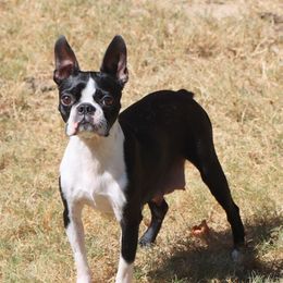 Saffy - Boston Terrier