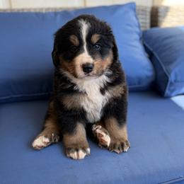 Jock - Black rust and white male Bernese Mountain Dog puppy in Oregon City, Oregon from N.W. Mountain Retrievers