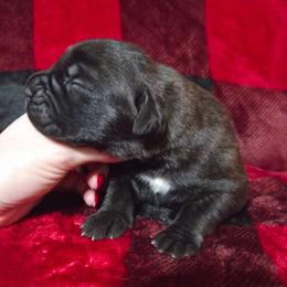 Boy 3 - Black brindle male Cane Corso puppy in Mason City, Illinois from Red Wood Cane Corso