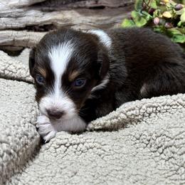 Jovie - Red tri-color female Australian Shepherd puppy in Butler, Georgia from Aussies at Howling Hill Farm