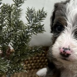 Boy 1 - Bernedoodle puppy from Little Diamond Doodles