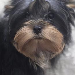 Girl 1 - Black and gold female Yorkshire Terrier puppy in Kissimmee, Florida from Twilights Yorkies FL