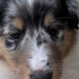Collie Puppies from Hedge Haven Farm