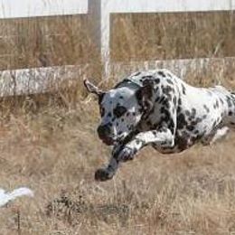 Dalmatians from Monumental Dalmatians