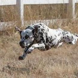 Dalmatians from Monumental Dalmatians