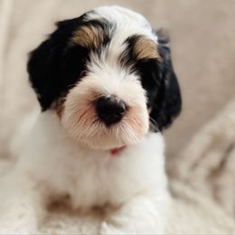 Ravioli- Red Collar - Tri-color male Bernedoodle puppy in Katy, Texas from Bluebonnet Bernedoodles of Southeast Texas