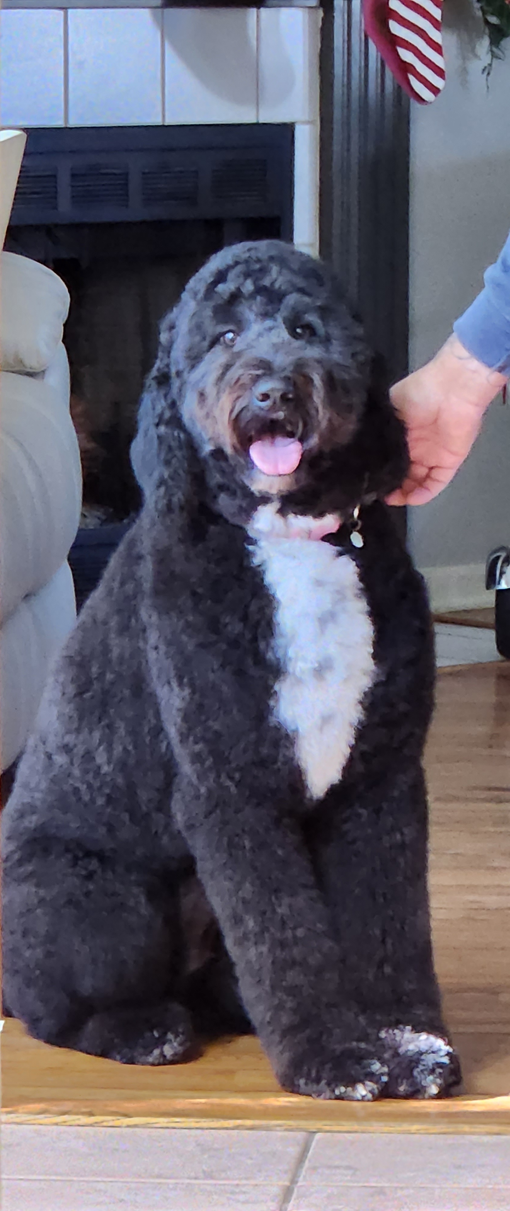 Parish - Goldendoodle