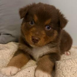 Tootsie - Red tri-color female Australian Shepherd puppy in East Hartford, Connecticut from CT Aussies