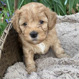 Krewe - Red male Australian Labradoodle puppy in Spring City, Tennessee from Beck ‘N Ridge Australian Labradoodles