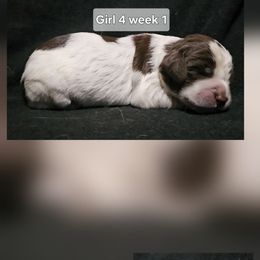 Girl 4 - Liver white and roan female English Springer Spaniel puppy in Lakeland, Georgia from A&N Hobby Farm